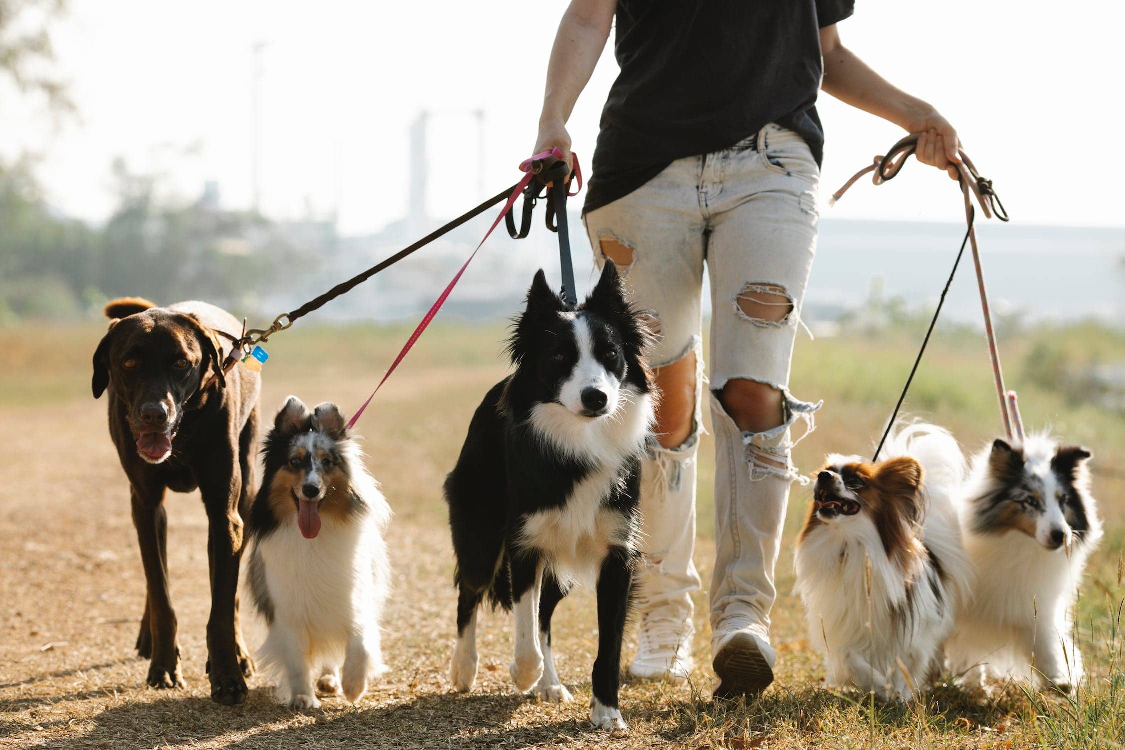 Group walks