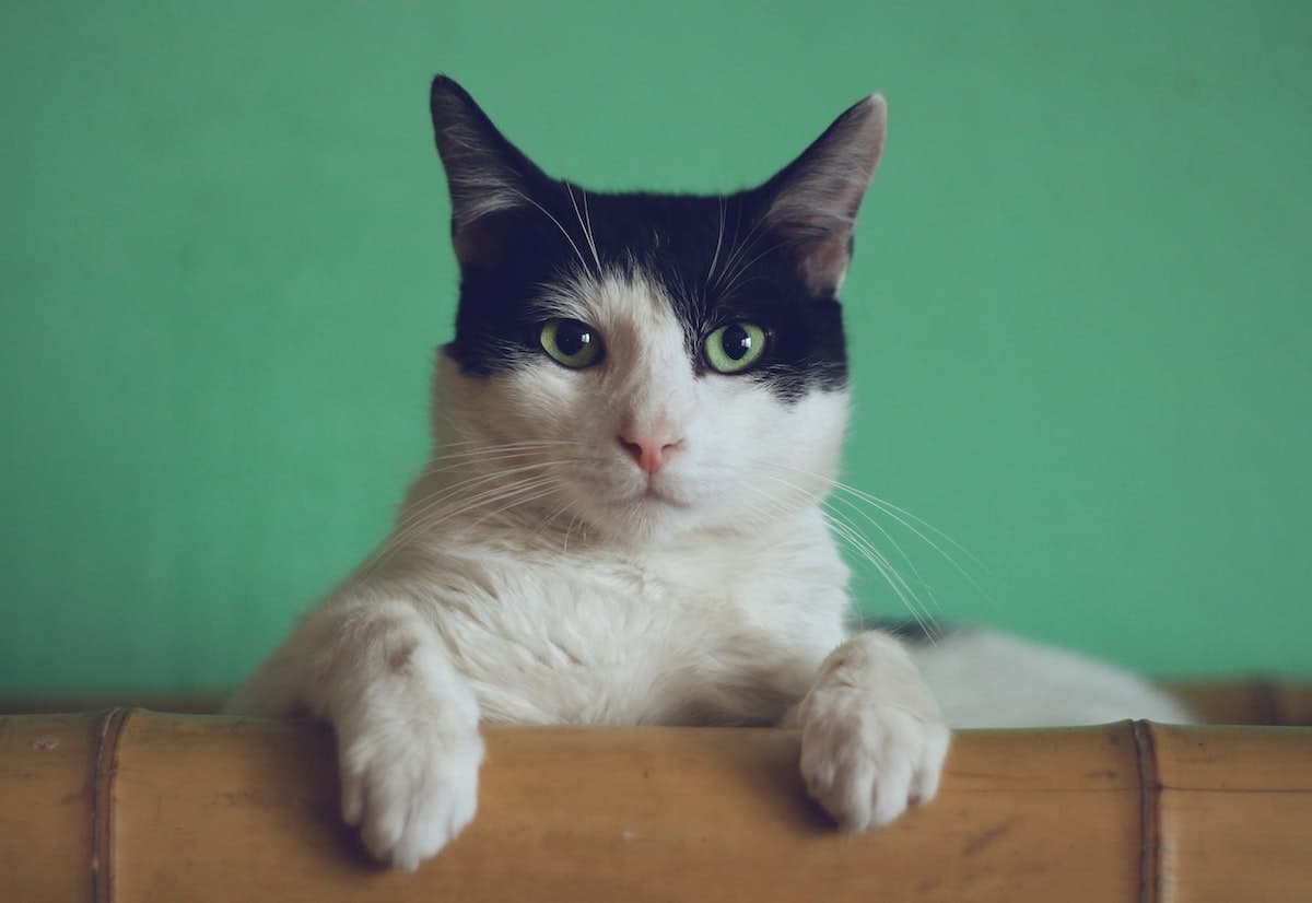 Pet sitting
