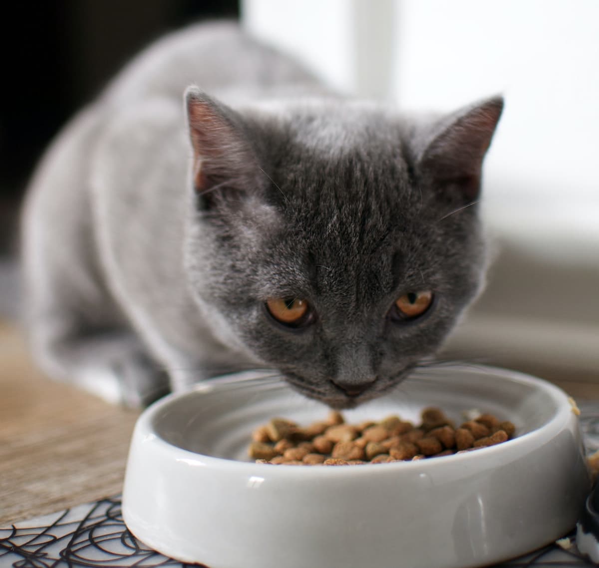 Cat being cared for during a pet sitting visit in Rugby